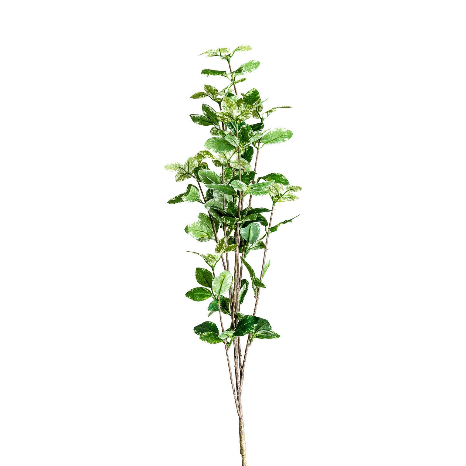 VICAL - PLANTA FICUS