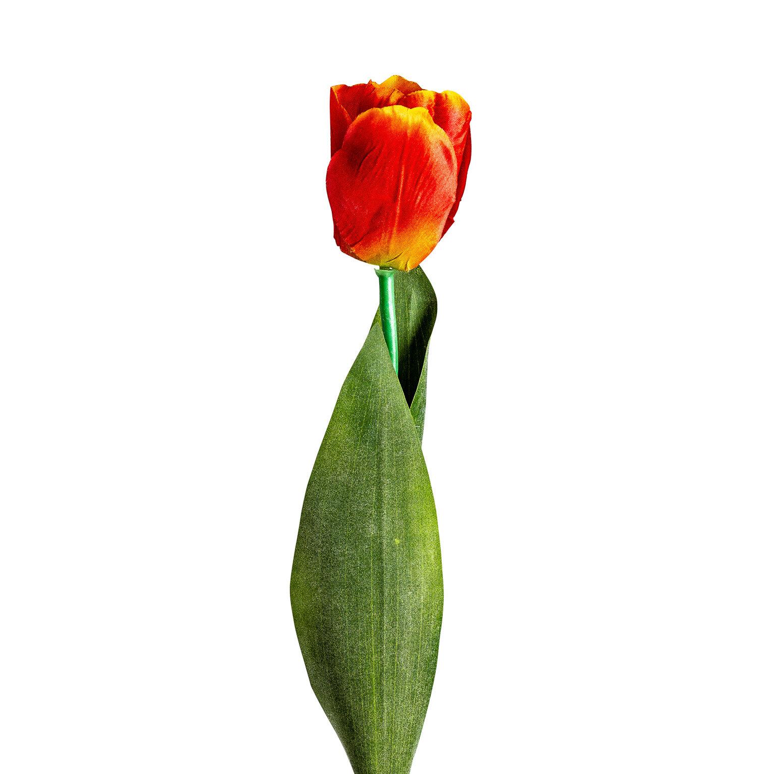 VICAL - FLOR TULIPAN