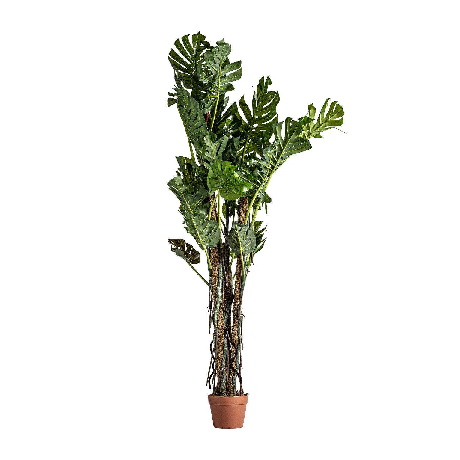 VICAL - PLANTA SPLIT PHILO