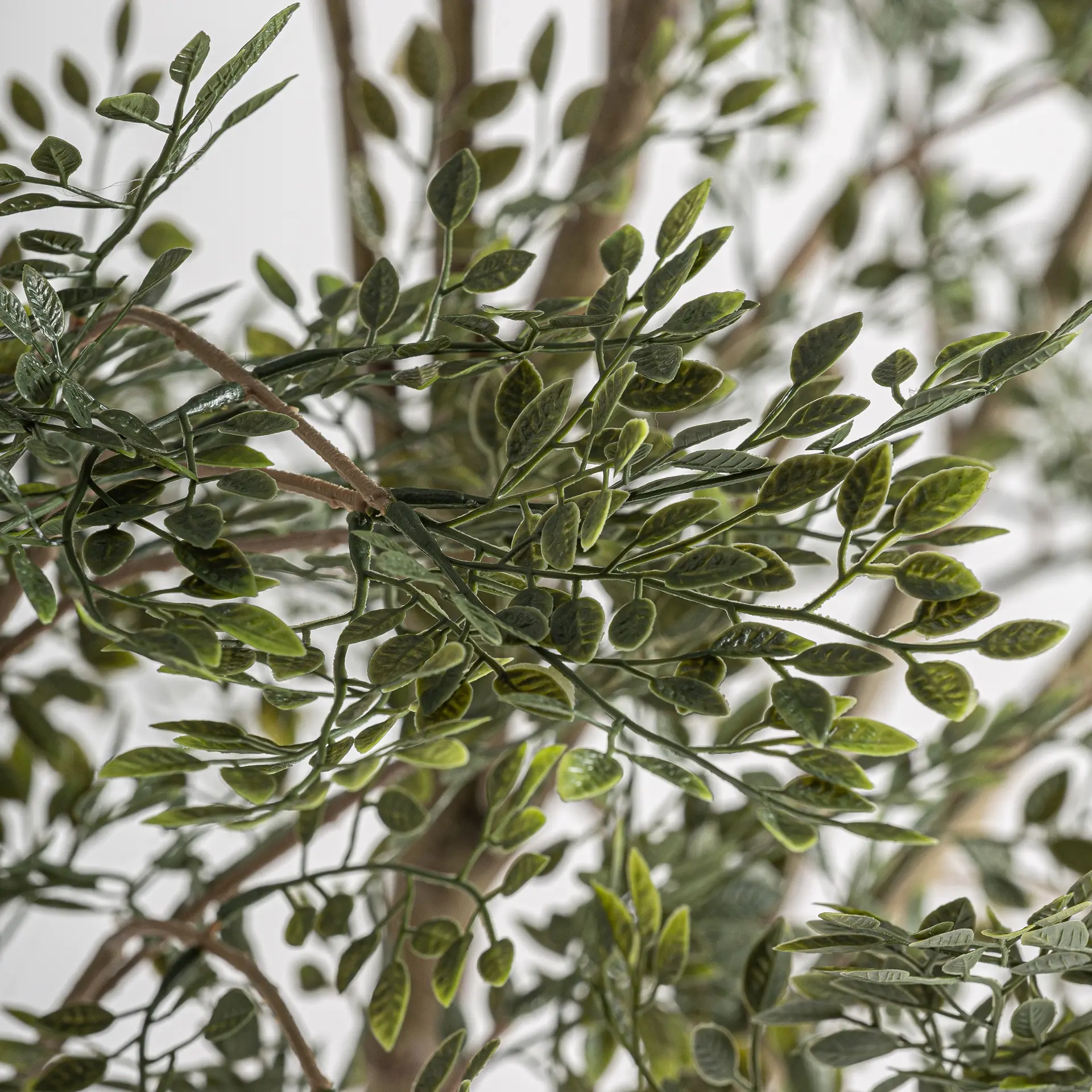 VICAL - PLANTA OLIVO - Imagen 4