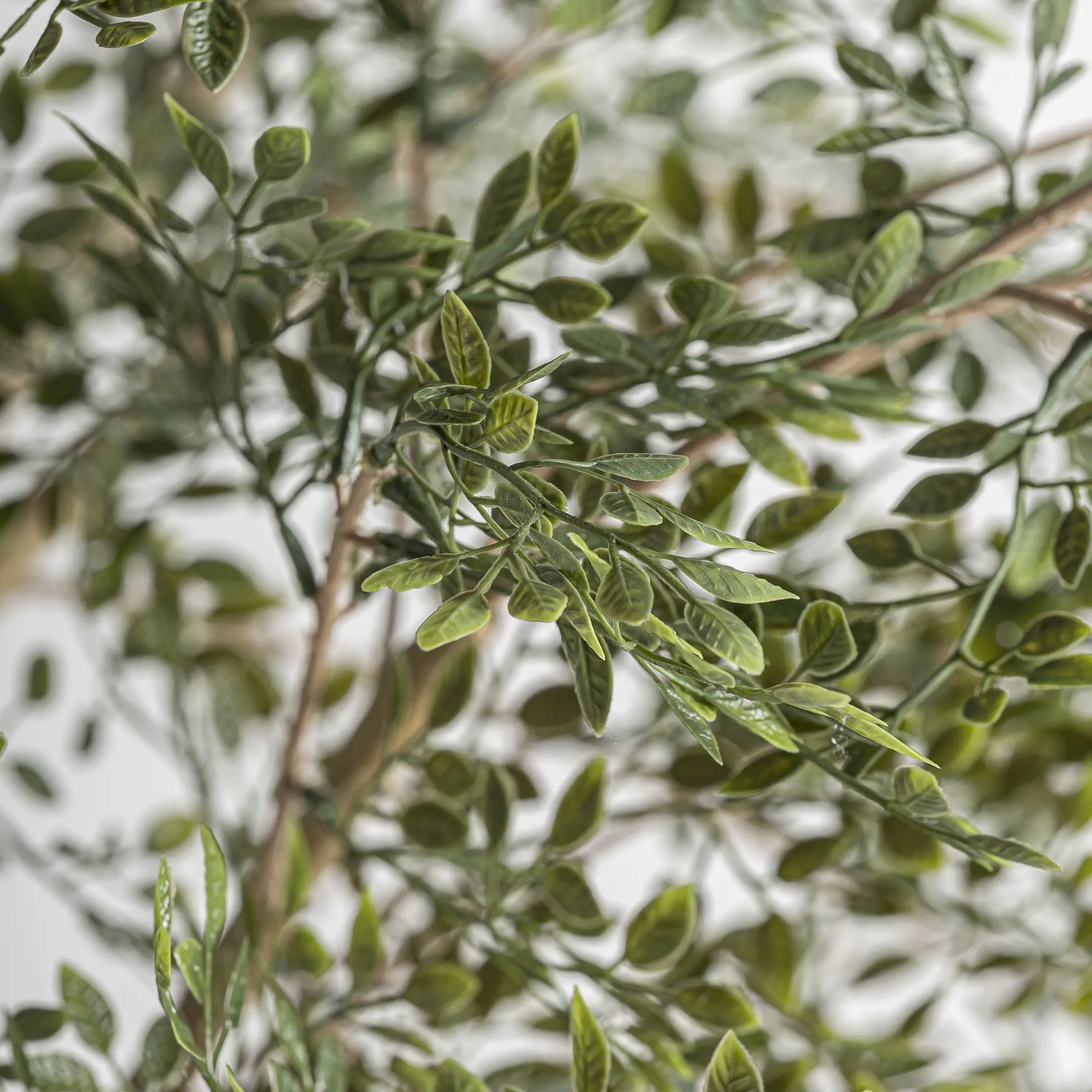 VICAL - PLANTA OLIVO - Imagen 5